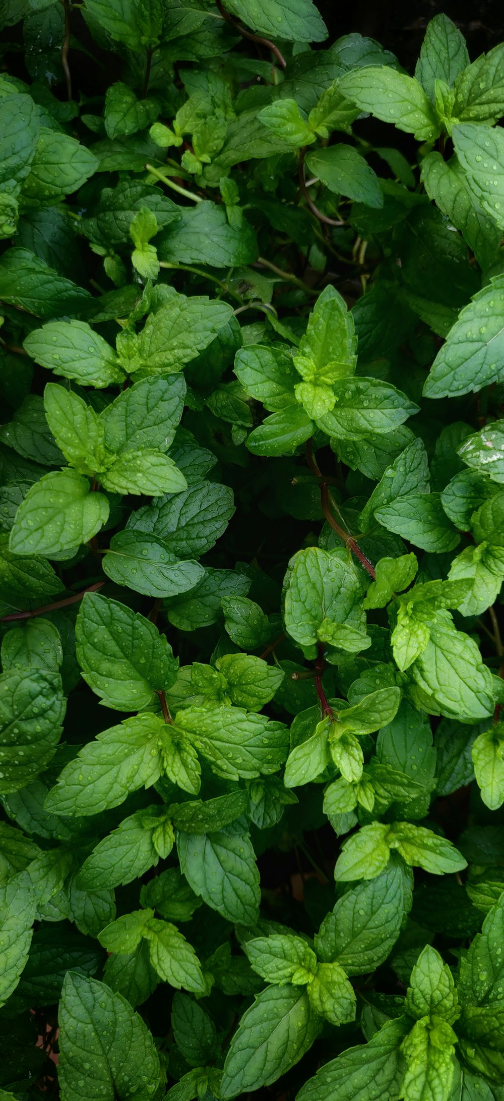 Fresh mint leaves with dew drops, the inspiration for Pudina Punch popcorn