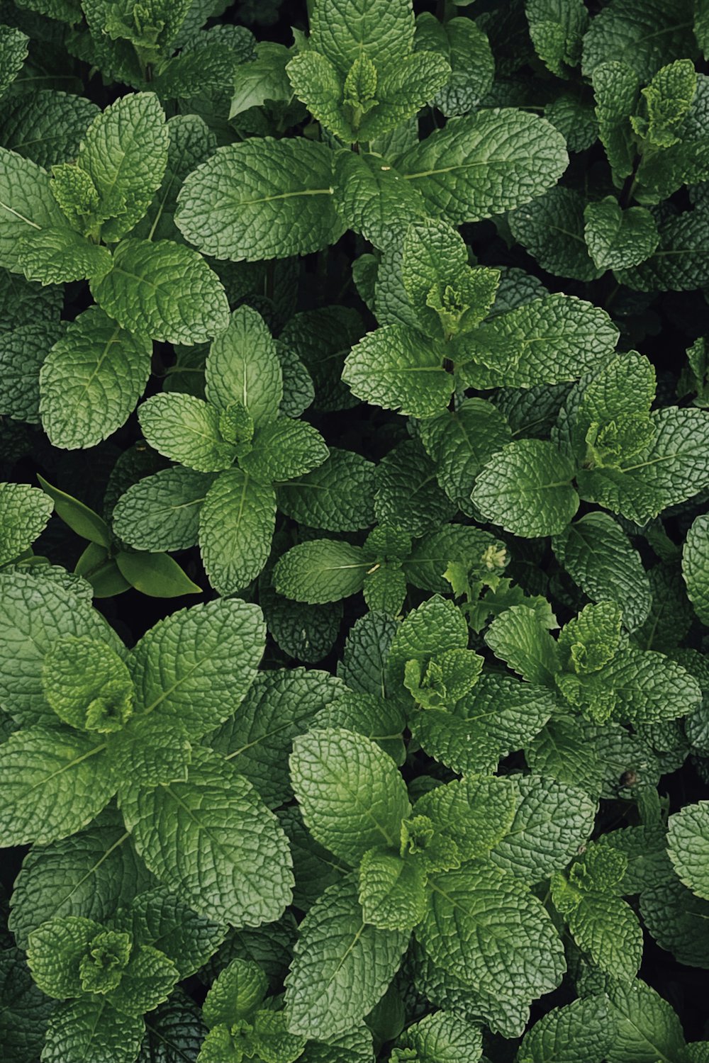 Fresh green mint leaves